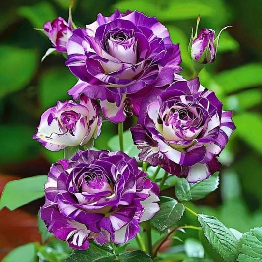 100 PCS Stunning Purple & White Hybrid Tea Rose Seeds for Your Garden