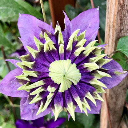 100 Pcs Clematis Seeds Double Dark Purple for Planting Exotic Eye Appeal Heirloom