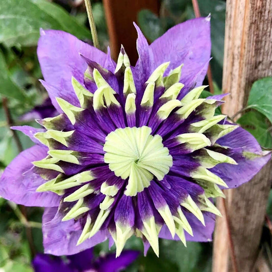 100 Pcs Clematis Seeds Double Dark Purple for Planting Exotic Eye Appeal Heirloom