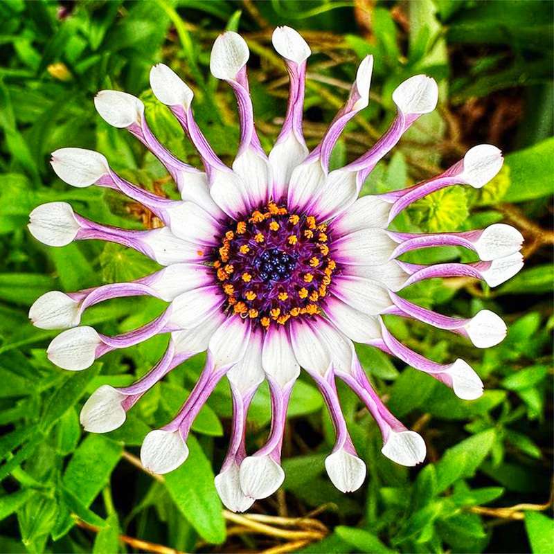 100 PCS Dazzling Imported Jamesonii Bolus Gerbera Seeds - New Variety for Your Garden