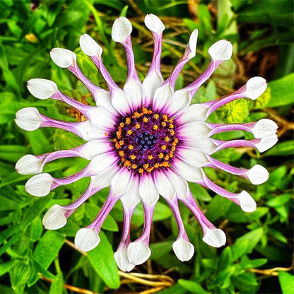 100 PCS Dazzling Imported Jamesonii Bolus Gerbera Seeds - New Variety for Your Garden