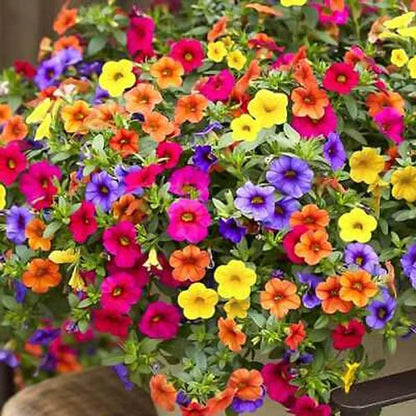 1000pcs Petunia Mixed Rainbow Color Bonsai Seeds