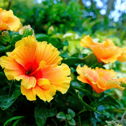 100 PCS Vibrant Yellow & Pink Hibiscus (Jonquil & Rose) Seeds - Bringing Tropical Charm to Your Garden