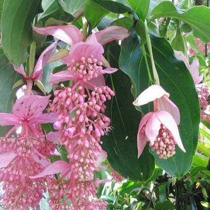 100 PCS Rare Pink Medinilla Magnifica Seeds - Tropical Elegance for Your Home Garden