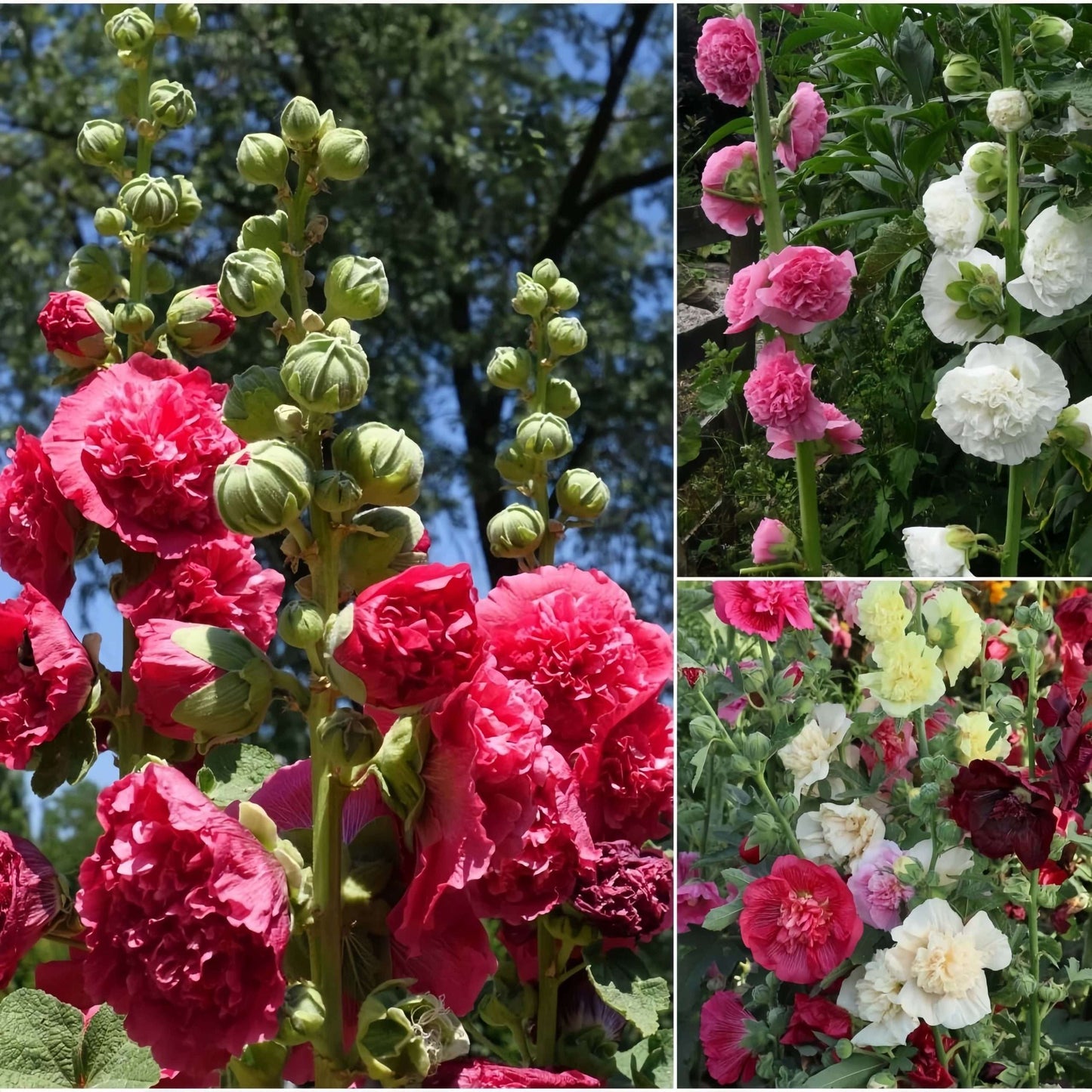 100 PCS Exquisite Mixed Double Hollyhock (Alcea Rosea) Flower Seeds - Ideal for Your American Garden