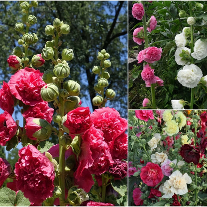 100 PCS Exquisite Mixed Double Hollyhock (Alcea Rosea) Flower Seeds - Ideal for Your American Garden