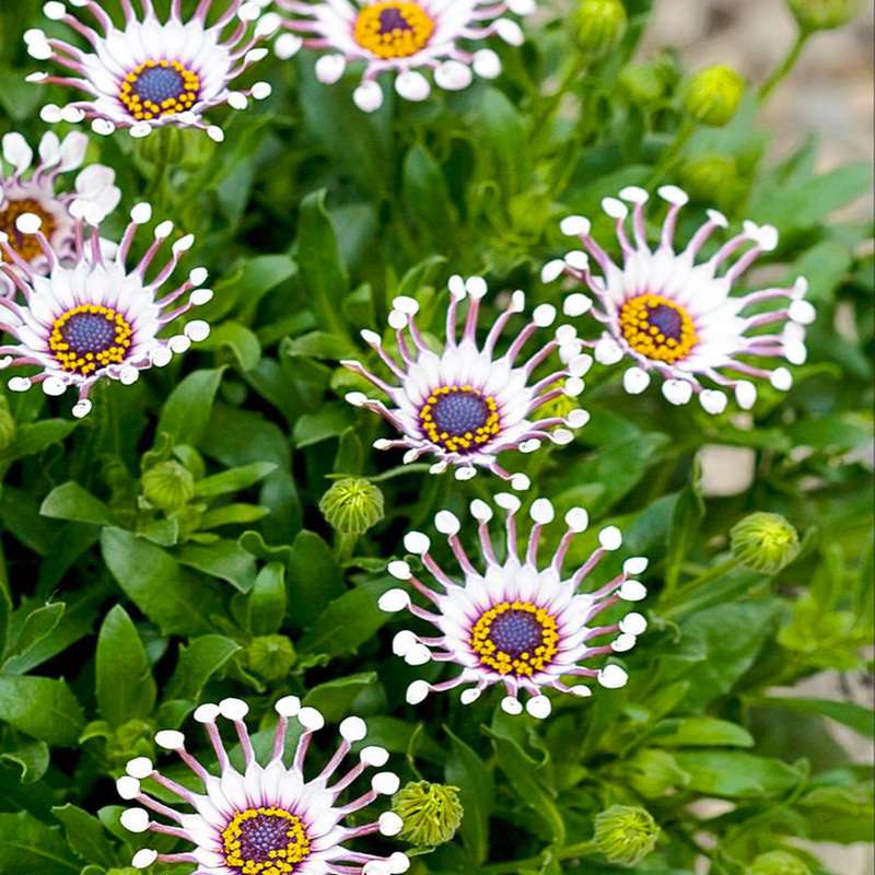 100 PCS Dazzling Imported Jamesonii Bolus Gerbera Seeds - New Variety for Your Garden