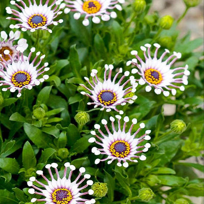 100 PCS Dazzling Imported Jamesonii Bolus Gerbera Seeds - New Variety for Your Garden
