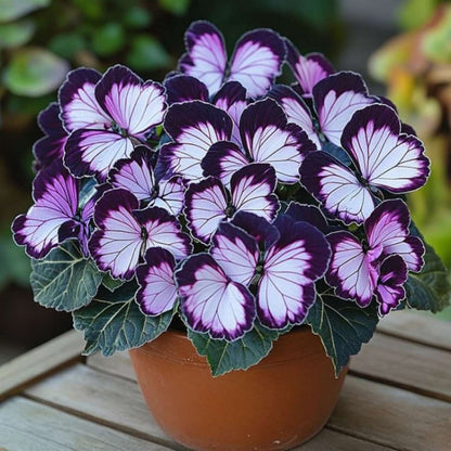 100 PCS Mesmerizing Butterfly Orchid Seeds