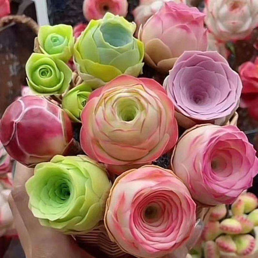 500pcs Mountain Rose Seed Fleshy Peach Rose Succulent Plant for Indoor Potting Desktop Decor