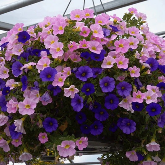1000PCS Mixcolor Petunia Seeds for Planting Home Garden