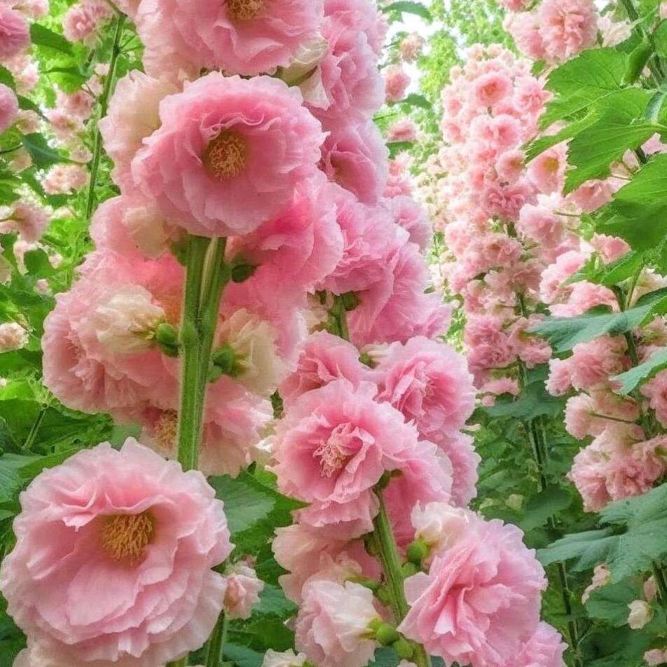 100 PCS Bacopa Hollyhock Seeds Perennial Flower Garden Seed Flowers Seed Flower