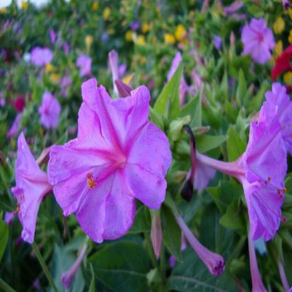 Purple Jasmine Four O'clock Seeds