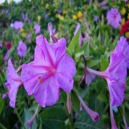 Purple Jasmine Four O'clock Seeds
