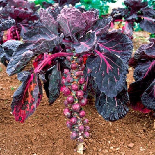 Purple Thousand-headed Cabbage Seeds