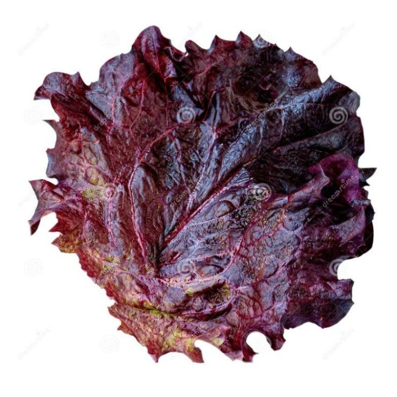 American Purple Lettuce Seeds