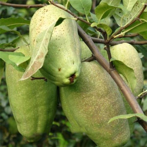 Unique Shape Papaya Seeds