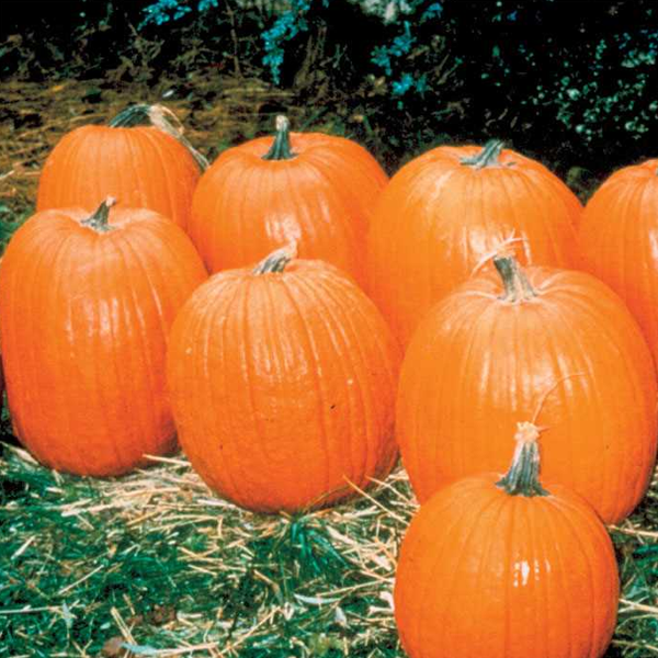 Giant Pumpkin Seeds