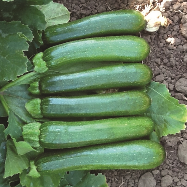 Green Machine Squash Seeds