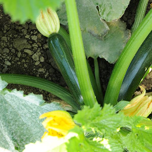 Green Machine Squash Seeds