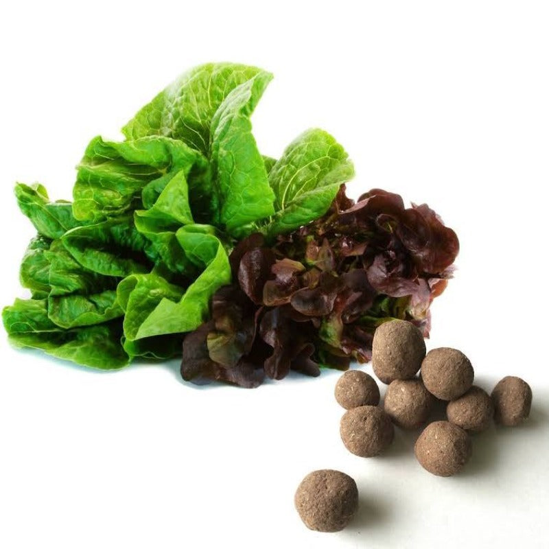 Ball lettuce Seeds