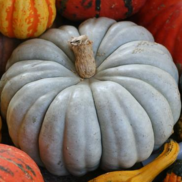 Blue Pumpkin Seeds