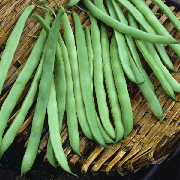 Kentucky Blue Bean Seeds