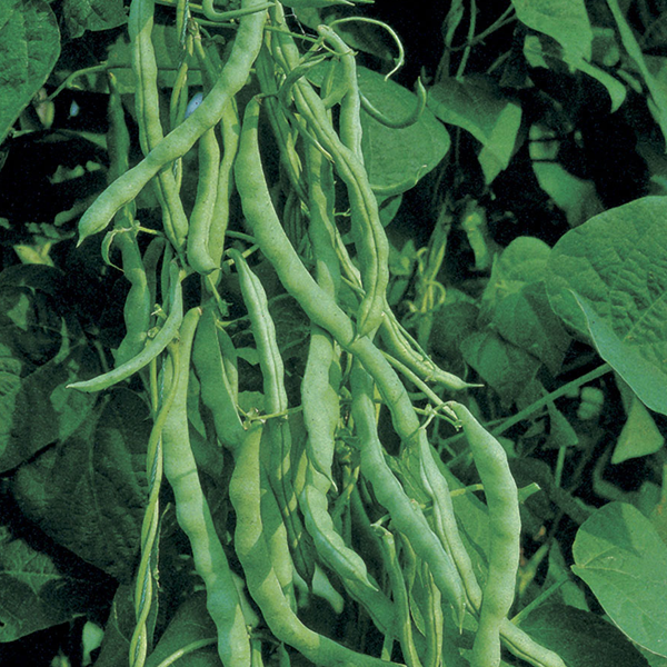 Kentucky Blue Bean Seeds