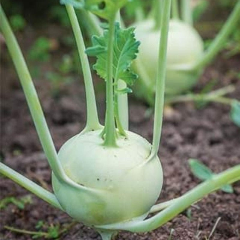 Green kohlrabi Seeds