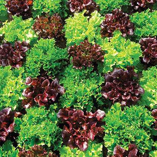 Lettuce Leaf Mix Seeds