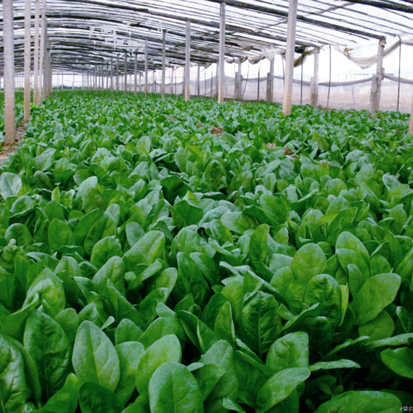 Big Round Spinach Leaf Seeds