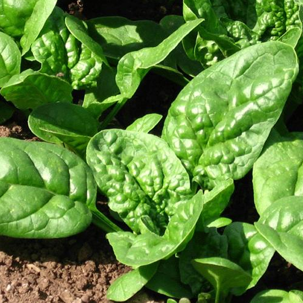 Big Round Spinach Leaf Seeds