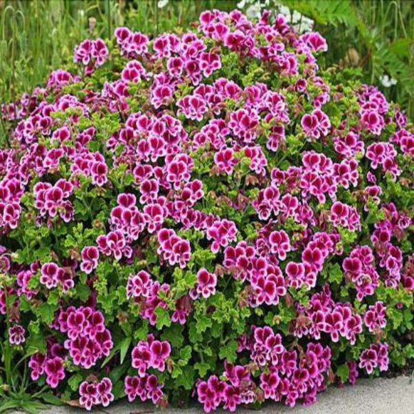 Pelargonium Flower Seeds
