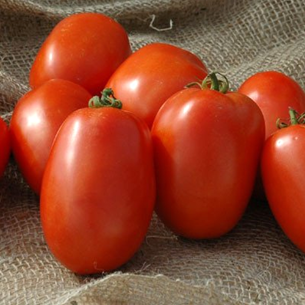 Pony Tomato Seeds