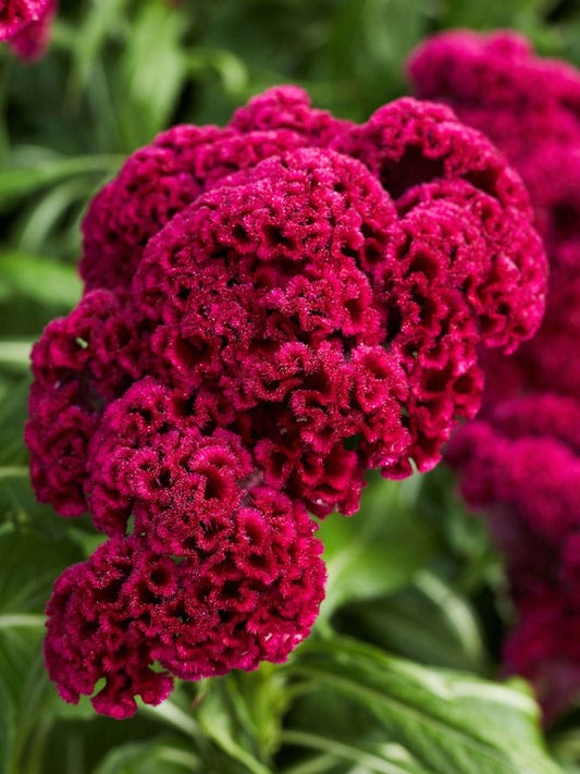 1000 PCS Vibrant Red Celosia Seeds (Chicken Crest Flower Seeds)