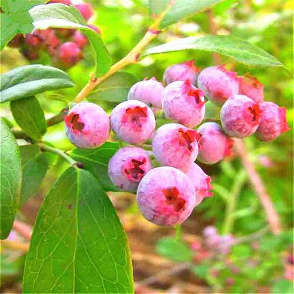 Red Blueberry Seeds