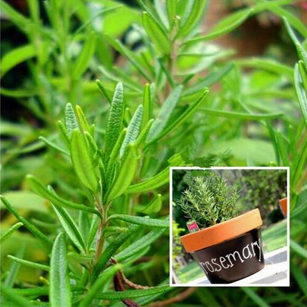Rosemary garden plant seeds