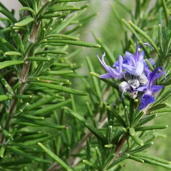 Rosemary garden plant seeds