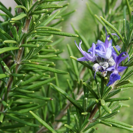Rosemary garden plant seeds