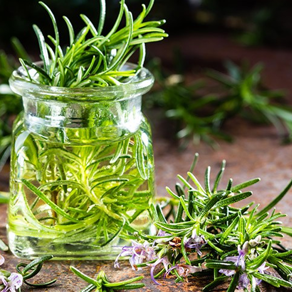 Rosemary garden plant seeds