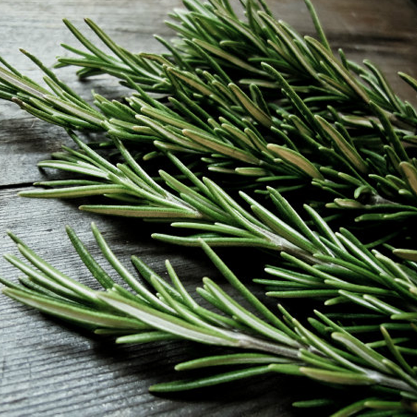 Rosemary garden plant seeds