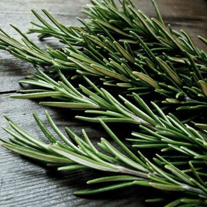 Rosemary garden plant seeds