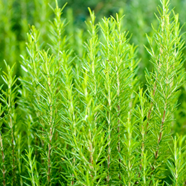 Rosemary (5 Seeds)
