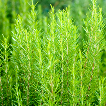 Rosemary (5 Seeds)