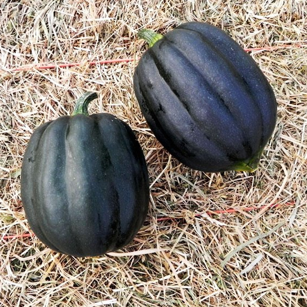 Royal Squash Seeds