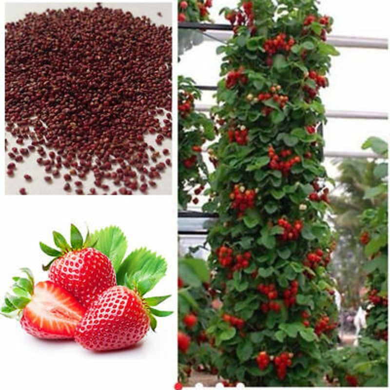 Bonsai Strawberry Seeds