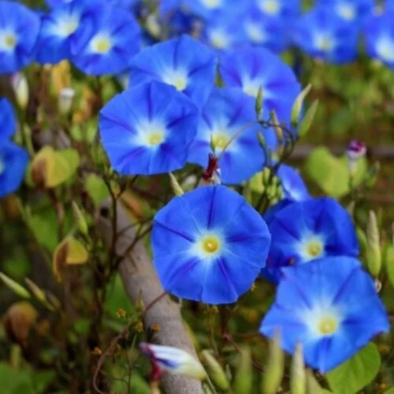 Dark Blue Ipomoea Morning Glory Seeds