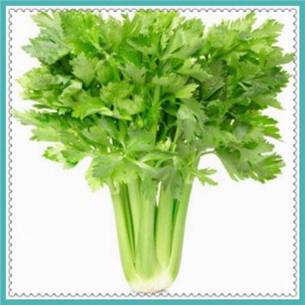 Dry Celery Seeds 40pcs