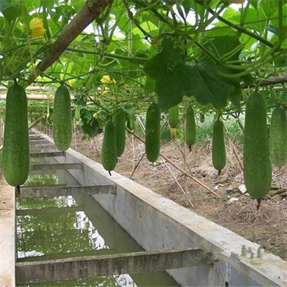 Red Hot zucchini Seeds 20 Seeds