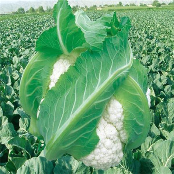 Snow Cauliflower Seeds (100 seeds)